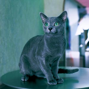 ロシアンブルー