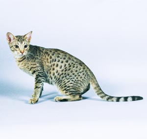 エジプシャンマウ