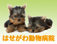 はせがわ動物病院